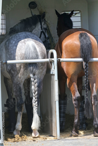  High-detail photo of two majestic young racehorses with shiny coats standing calmly inside a luxury horse transport truck.