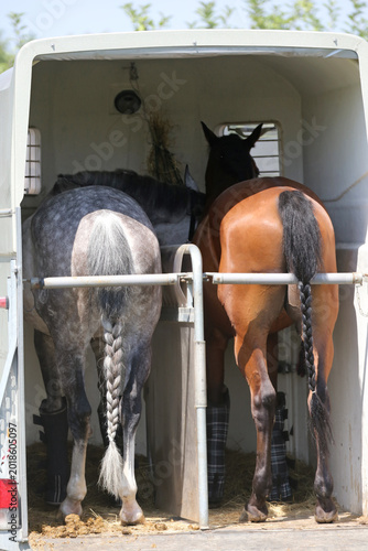  High-detail photo of two majestic young racehorses with shiny coats standing calmly inside a luxury horse transport truck.