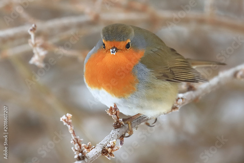 Euroepan Robin, cute bird on the branch in cold winter morning