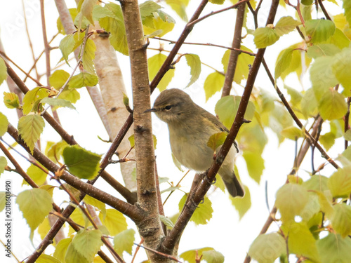 Bild auf Leinwand Pouillot véloce Phylloscopus collybita perché dans un bouleau au printemps