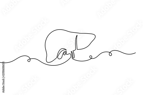 Human liver anatomy one line drawing isolated minimalist outline vector on white background