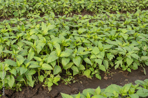Photography Rows of young pepper seedlings cultivated in fertile greenhouse soil
