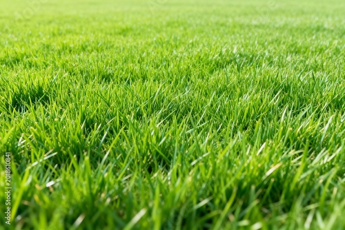 Closeup of vibrant green grass