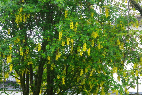 green leaves in the forest,Goldregen