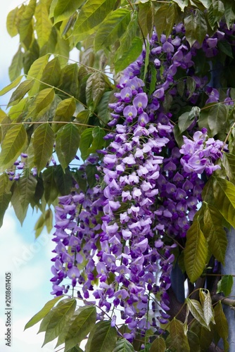 purple lilac flowers,blauregen