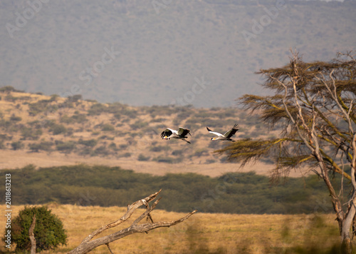 Foto 2 grey-crowned cranes flying, with the Lewa conservancy landscape in the background