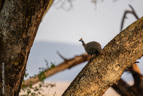A helmeted guinea fowl perched on the trunk of a yellow fever acacia tree in Lewa conservancy, Kenya.