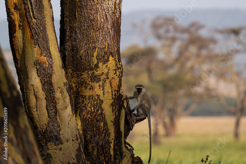Fotografia A vervet monkey standing on the trunk of a yellow fever acacia tree in Lewa conservancy in Kenya