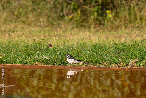 Fotografi A pied wagtail standing next to a swimming pool in Lewa Wildlife Conservancy in Kenya