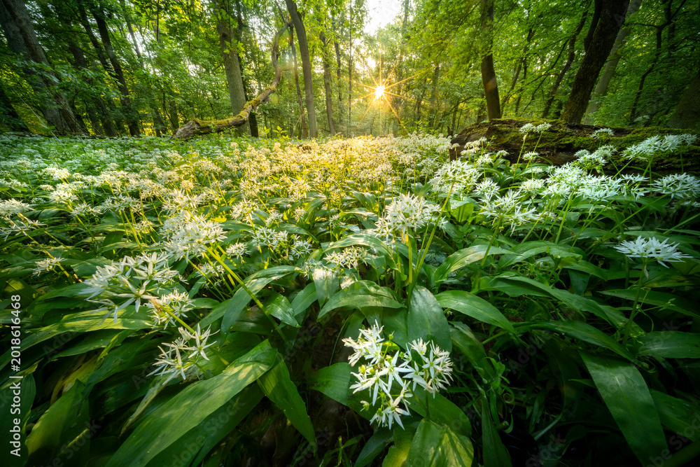 Naklejka premium Beautiful Spring Forest with White Wild Blooming Garlic