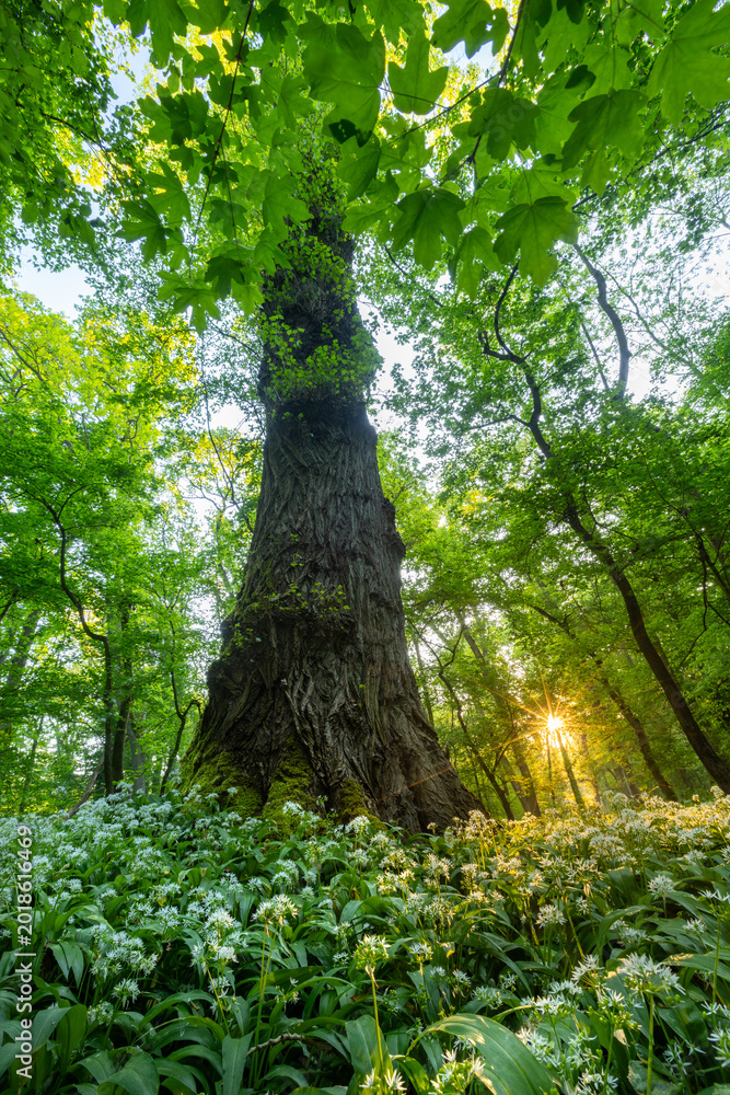 Obraz premium Beautiful Spring Forest with White Wild Blooming Garlic