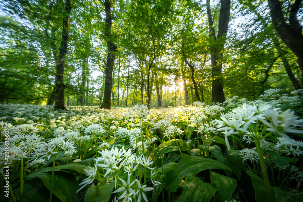 Obraz premium Beautiful Spring Forest with White Wild Blooming Garlic