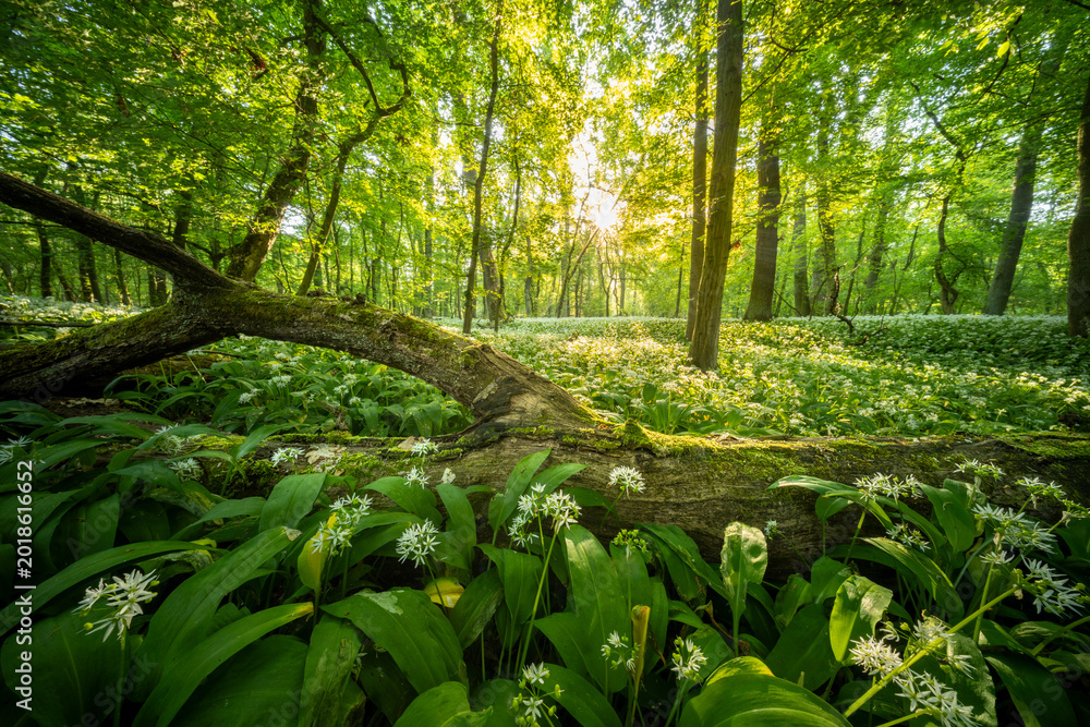 Naklejka premium Beautiful Spring Forest with White Wild Blooming Garlic