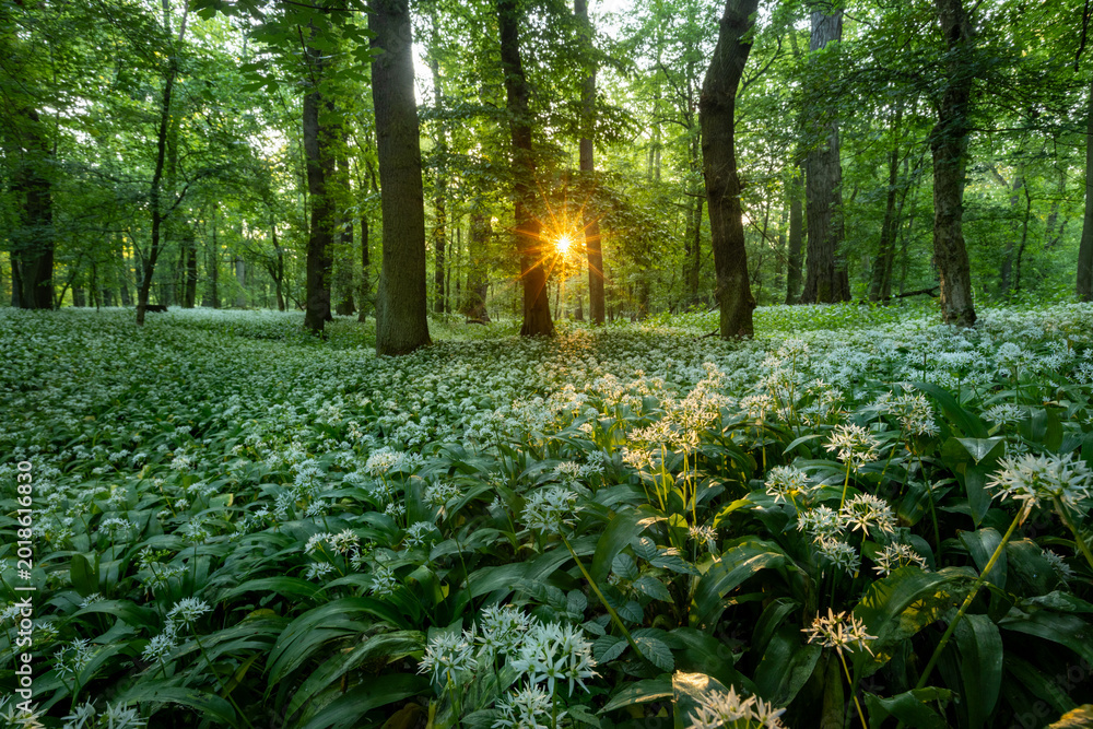 Obraz premium Beautiful Spring Forest with White Wild Blooming Garlic