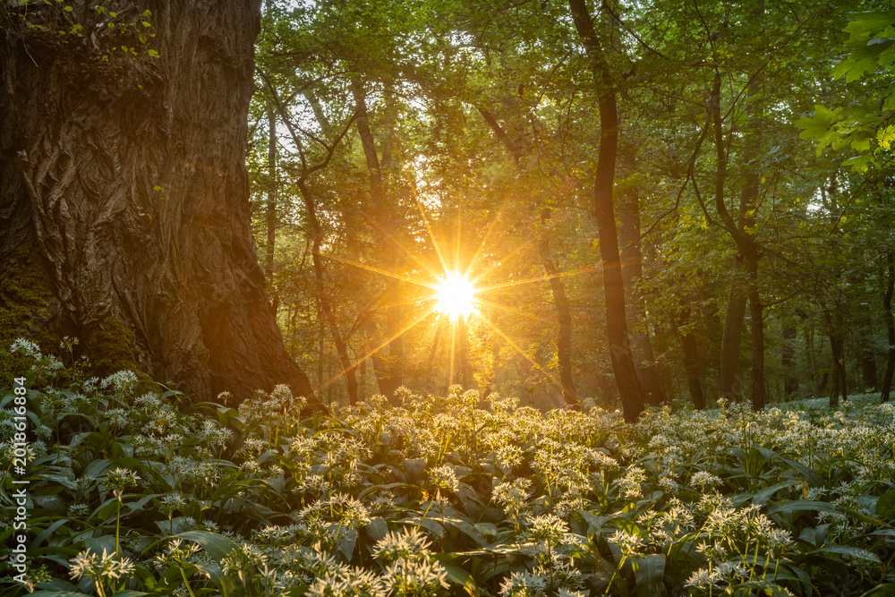 Obraz premium Beautiful Spring Forest with White Wild Blooming Garlic