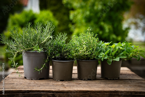 Foto Various fresh herbs in pots on rustic wooden surface in natural light