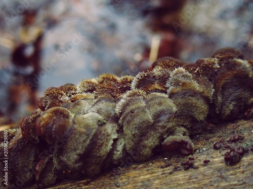 Konstfotografi Dense cluster of velvety polypores colonizing decaying wood in forest