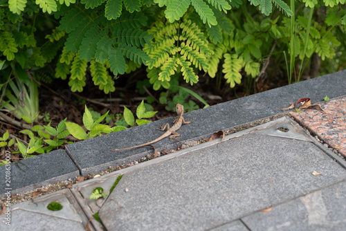 lizard on the stone