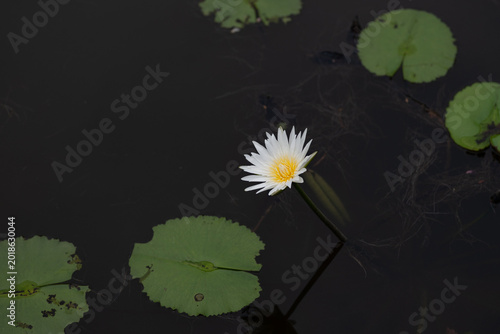 white water lily on black
