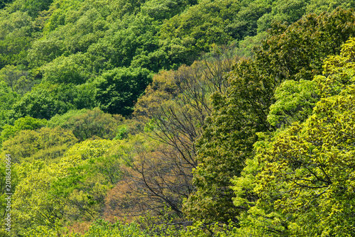 Dense Green Forest Canopy at Seonunsa Mountain