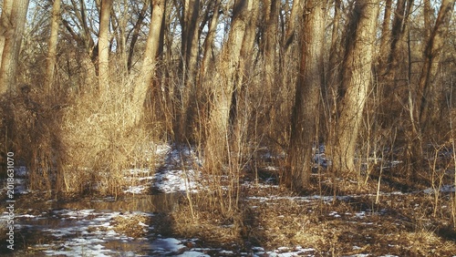 Fotografía Snow patches linger on the floor of a sunny bare winter forest