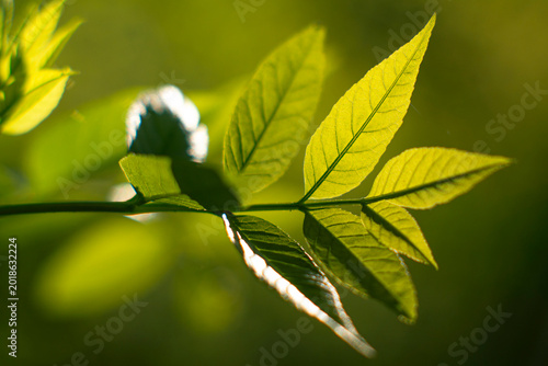 Фотография Lush green pinnate leaves shining brightly against soft background