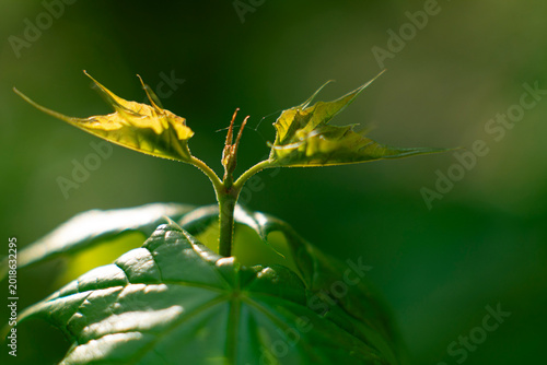 фотографія New raspberry shoot emerges wearing a delicate crown of reddish wisps