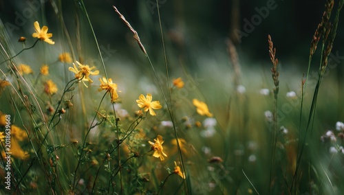 Golden Wildflowers Blooming in a Lush Green Meadow.