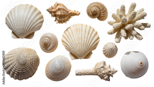 Obraz na plátně Assorted Seashells and Coral Collection on White Surface