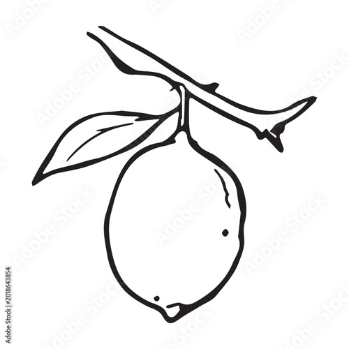 Bild auf Leinwand Bold line art single lemon hanging on branch with two leaves, minimal botanical sketch