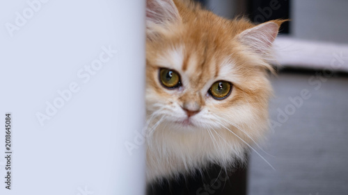 Close up fluffy golden cat peeking from behind wall with curious eyes, adorable pet portrait with soft fur detail, indoor cozy home scene, playful and shy animal expression.