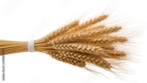 Photos Golden ripe wheat stalks with white twine binding close-up