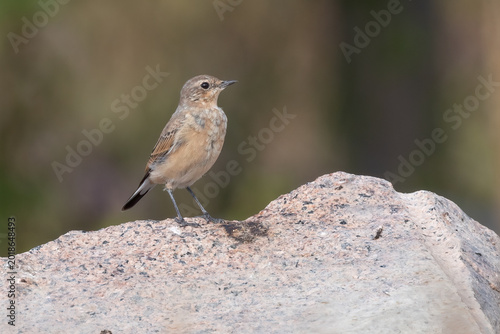 Bild auf Leinwand Northern wheatear