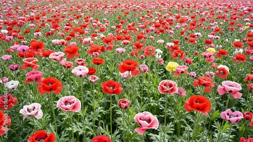 Vibrant Ranunculus Field - A Colorful Floral Landscape in Full Bloom.