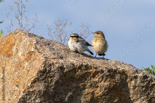 Northern wheatear