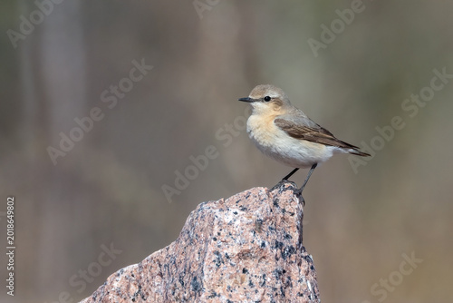 Konstfotografi Northern wheatear