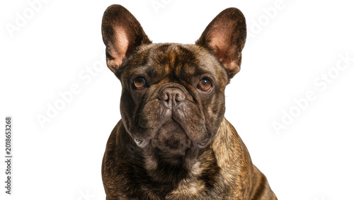 Tablou pe pânză Chocolate brindle French Bulldog portrait with attentive expression