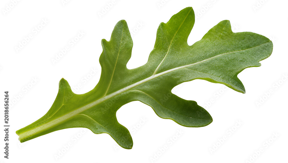Fototapeta premium Single Fresh Arugula Leaf with Textured Surface and Serrated Edges