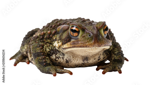 Cuadro en lienzo Green mottled European toad facing forward with wide eyes and stubby legs