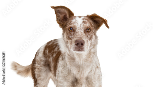 Photos Spotted brown and white mixed breed dog looking forward