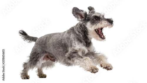 Foto Gray Miniature Schnauzer Dog Jumping with Open Mouth