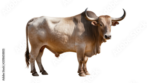 Fotografija Tan African Buffalo Standing Profile with Large Curved Horns