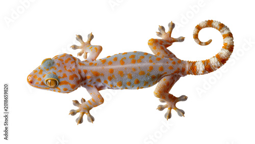 Photos Orange spotted Day Gecko clinging with detailed texture and curled tail