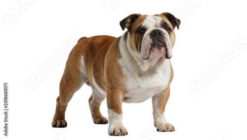 Photos Brown and White English Bulldog Standing Alertly with Wrinkled Face