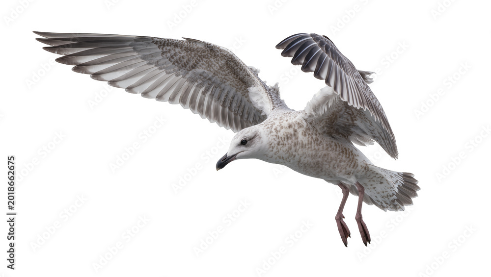 Fototapeta premium Gray speckled Seagull in Flight with Extended Wings and Legs
