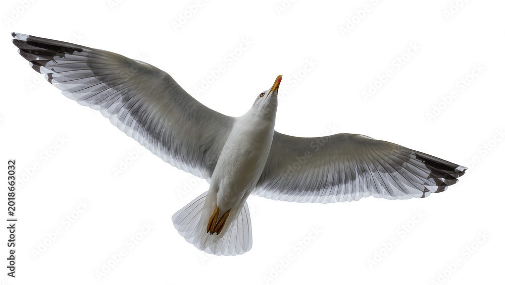 Obraz premium Flying Grey White Seagull with Extended Wings and Yellow Legs