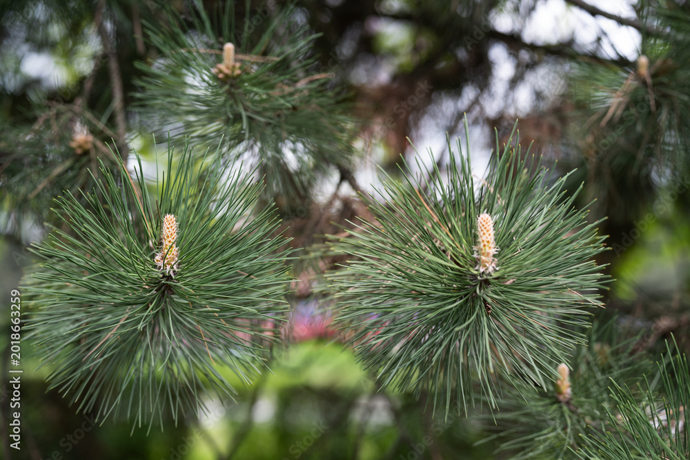 Fototapeta premium Close-up of young pine tree shoots and long green needles in a spring forest. Natural evergreen background with fresh pine shoots and needles during springtime.