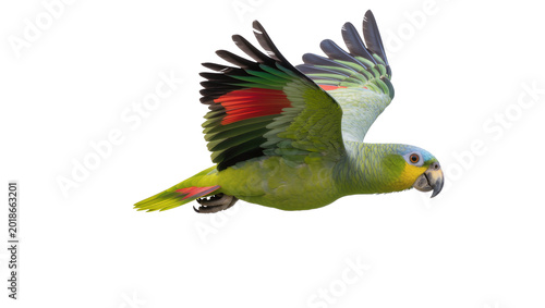 Bild auf Leinwand Green Yellow Parrot Flying with Red Wingtips and Gray Tail Feathers
