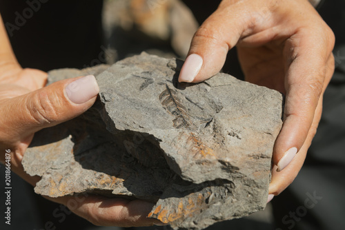 Tablou pe pânză A close-up shot shows a woman’s hands holding a large, grey sedimentary rock that features a distinct and well-preserved plant fossil imprint of a prehistoric leaf or fern branch