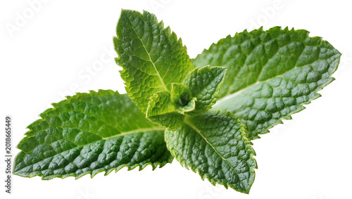 Cuadro en lienzo Fresh vibrant green Mint sprig with textured leaves and central stem